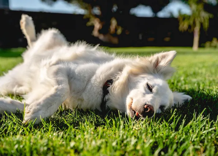 فيلة Heliophos Amalthia *