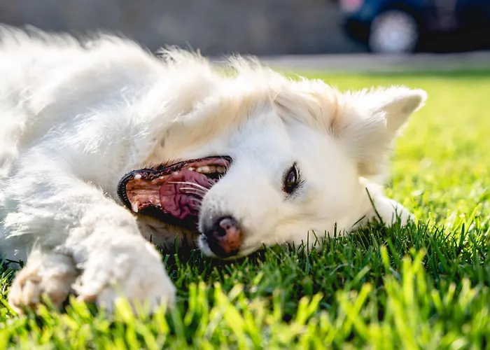 Vila Heliophos Amalthia *