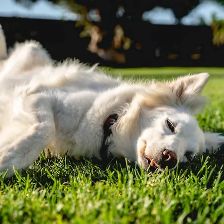 Vilă Heliophos Amalthia *