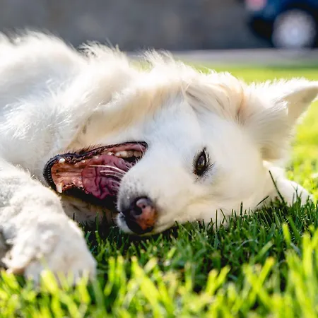 Vilă Heliophos Amalthia *